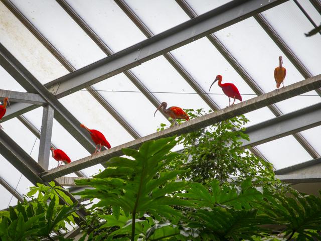 Ibis rouges dans la serre tropicale du zoo Biotropica à la base de loisirs de Léry-Poses en Normandie