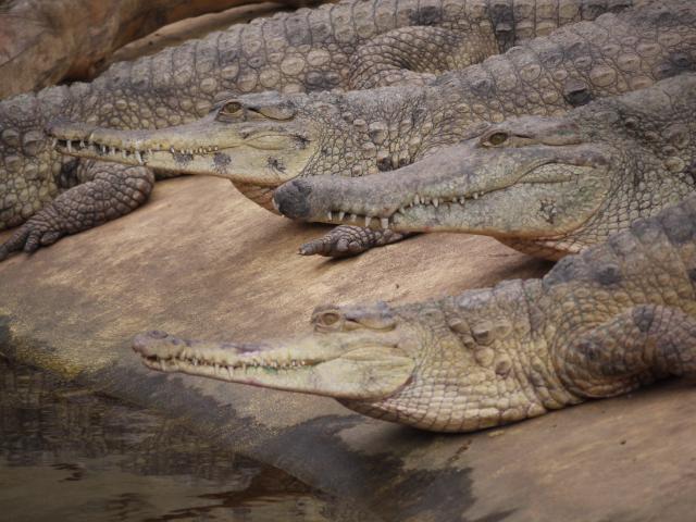 Crocodile au zoo de Biotropica en Normandie