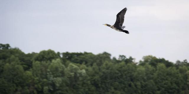 vol d'oiseau dans la réserve ornithologique de la grande Noë en Normandie - Eure