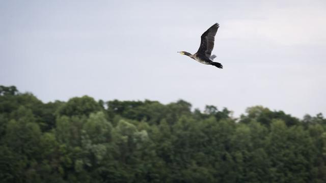 vol d'oiseau dans la réserve ornithologique de la grande Noë en Normandie - Eure