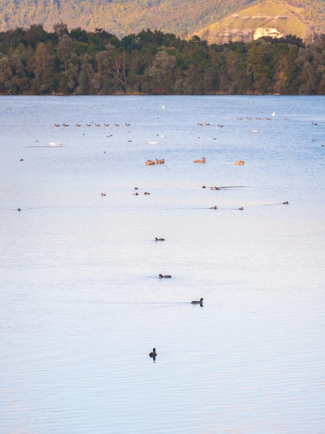 Oiseaux sur le lac de la Réserve ornithologique de la Grande Noë à Léry-Poses dans l'Eure