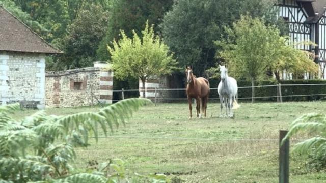 Chevaux©chateaudargeronne