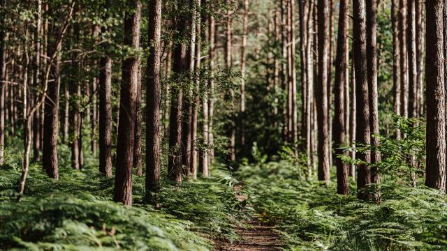 Forêt de Bord-Louviers