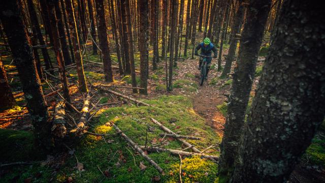 VTT en forêt