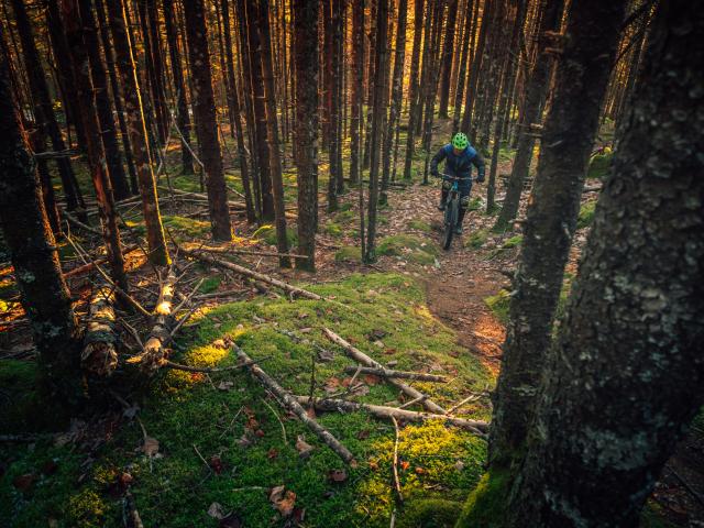 VTT en forêt