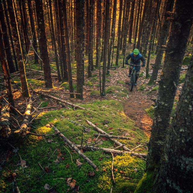 VTT en forêt