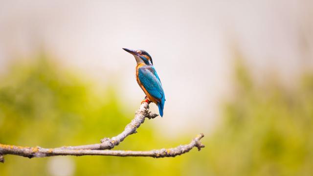 Oiseau Martin-pêcheur