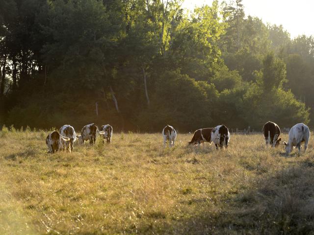 Sentiers du Dué . Avant le bois de Trousseboit